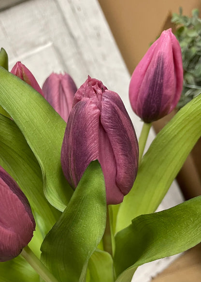 12” Fresh Touch Tulip Bundle - Dark Plum Formosa