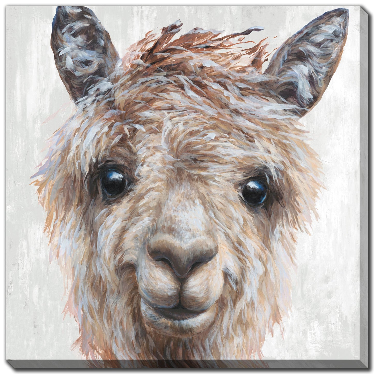 Alpaca II  24x24