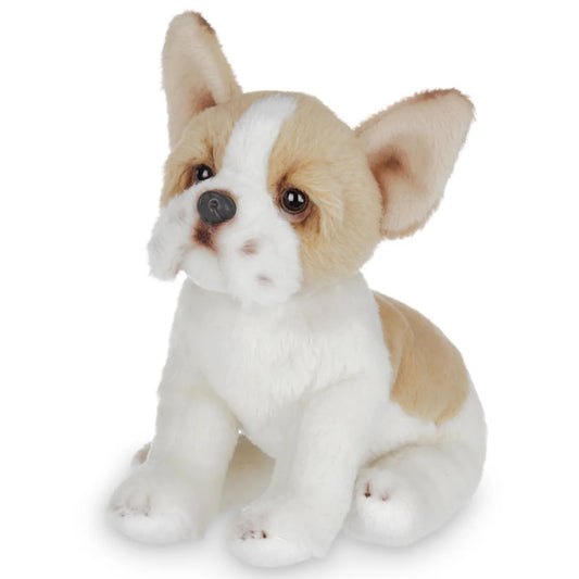 DOG - Lil' Frenchie