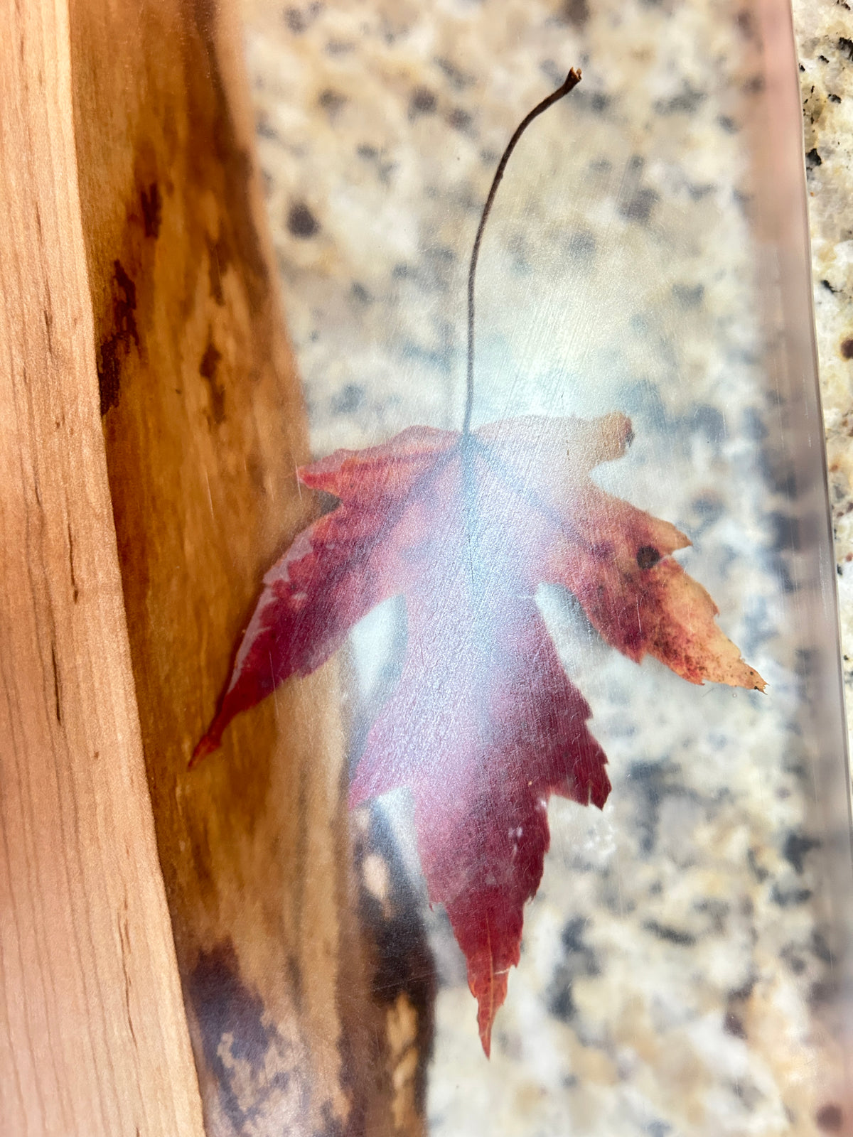 A single dried red maple leaf with a dark stem, embedded inside a clear glass or resin tray placed on a speckled granite countertop next to a wooden surface.