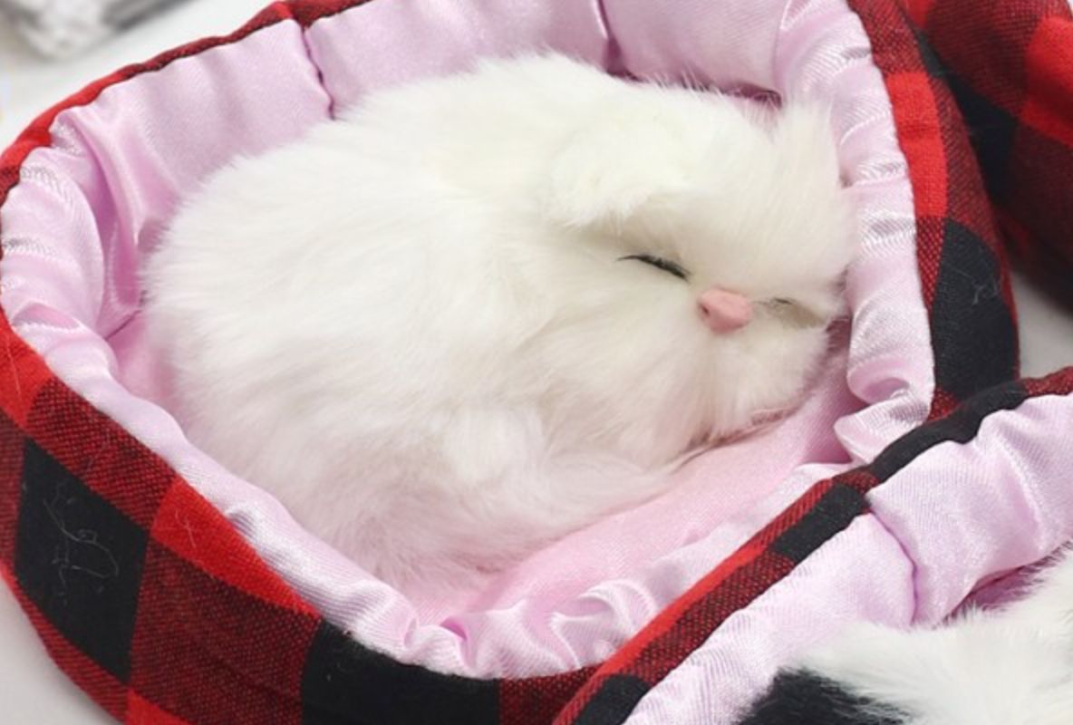 Sleeping Kitty In Bed