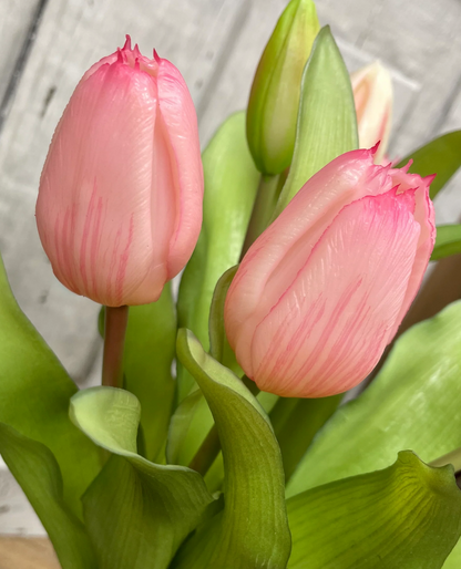 12" Fresh Touch Tulip Bundle - Pink Formosa
