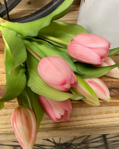 12" Fresh Touch Tulip Bundle - Dynasty Pink