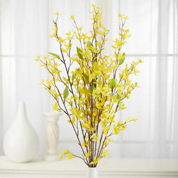 Forsythia Spray